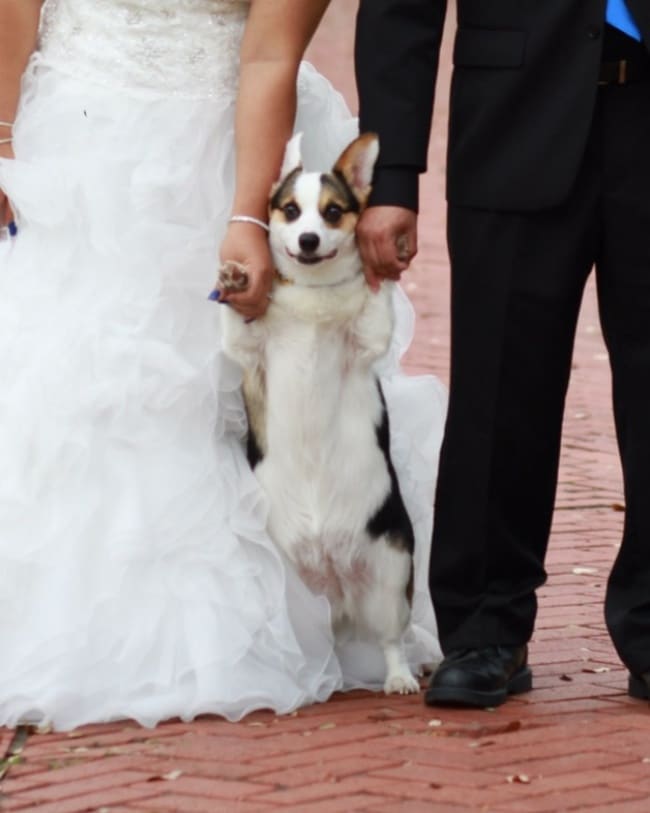 Wedding Photographers Capture Unexpected Moments