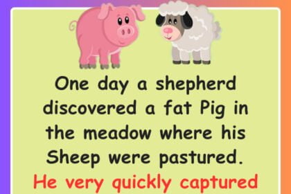 The Sheep And The Pig Story