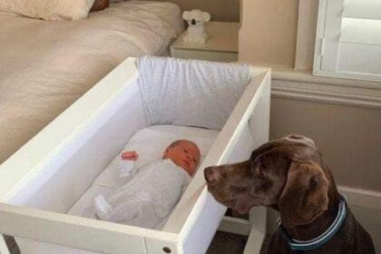 A newly adopted stray dog saved the life of a newborn baby in the middle of the night